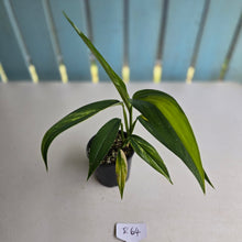 Load image into Gallery viewer, #R2 Variegated Epipremnum Amplissimum