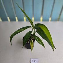 Load image into Gallery viewer, #R2 Variegated Epipremnum Amplissimum