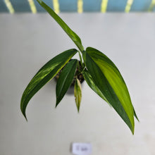 Load image into Gallery viewer, #R2 Variegated Epipremnum Amplissimum