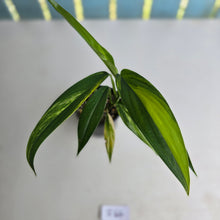 Load image into Gallery viewer, #R2 Variegated Epipremnum Amplissimum