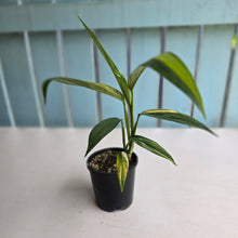 Load image into Gallery viewer, #R2 Variegated Epipremnum Amplissimum