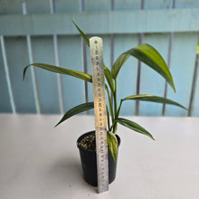 Load image into Gallery viewer, #R2 Variegated Epipremnum Amplissimum