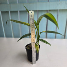 Load image into Gallery viewer, #R2 Variegated Epipremnum Amplissimum