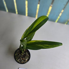 Load image into Gallery viewer, #R2 Variegated Epipremnum Amplissimum