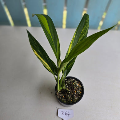 #R2 Variegated Epipremnum Amplissimum