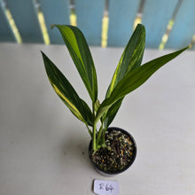 Load image into Gallery viewer, #R2 Variegated Epipremnum Amplissimum