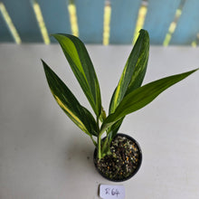 Load image into Gallery viewer, #R2 Variegated Epipremnum Amplissimum