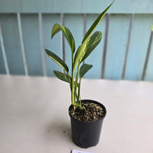 Load image into Gallery viewer, #R2 Variegated Epipremnum Amplissimum