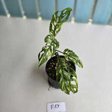 Load image into Gallery viewer, #R67 Variegated Monstera Adansonii Mint