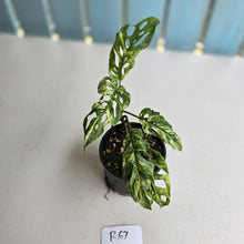Load image into Gallery viewer, #R67 Variegated Monstera Adansonii Mint
