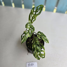 Load image into Gallery viewer, #R67 Variegated Monstera Adansonii Mint