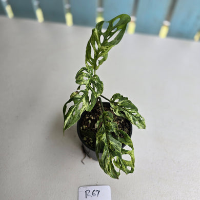 #R67 Variegated Monstera Adansonii Mint