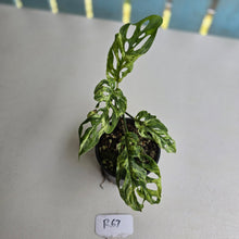 Load image into Gallery viewer, #R67 Variegated Monstera Adansonii Mint