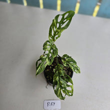 Load image into Gallery viewer, #R67 Variegated Monstera Adansonii Mint