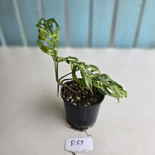 Load image into Gallery viewer, #R67 Variegated Monstera Adansonii Mint