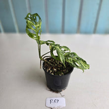 Load image into Gallery viewer, #R67 Variegated Monstera Adansonii Mint