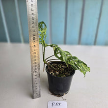 Load image into Gallery viewer, #R67 Variegated Monstera Adansonii Mint