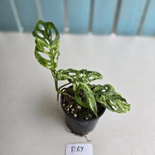 Load image into Gallery viewer, #R67 Variegated Monstera Adansonii Mint