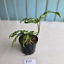 Load image into Gallery viewer, #R67 Variegated Monstera Adansonii Mint