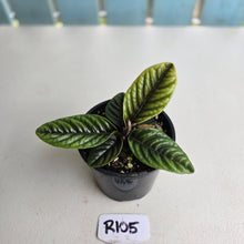 Load image into Gallery viewer, #R105 Labisia Sp.