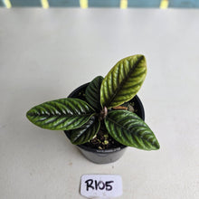 Load image into Gallery viewer, #R105 Labisia Sp.