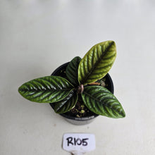 Load image into Gallery viewer, #R105 Labisia Sp.