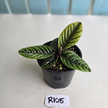 Load image into Gallery viewer, #R105 Labisia Sp.