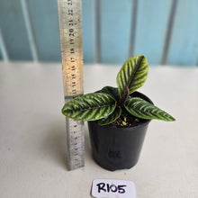 Load image into Gallery viewer, #R105 Labisia Sp.