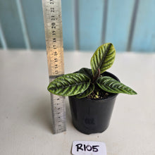 Load image into Gallery viewer, #R105 Labisia Sp.