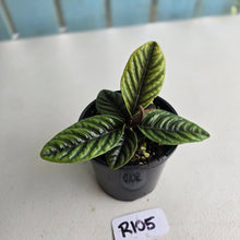 Load image into Gallery viewer, #R105 Labisia Sp.