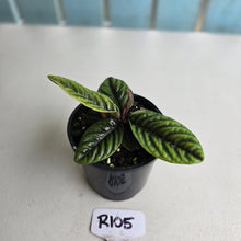 Load image into Gallery viewer, #R105 Labisia Sp.