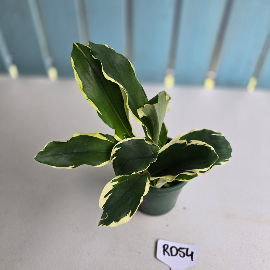 #RD54 Variegated Kaempferia Gilbertii