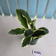 Load image into Gallery viewer, #RD54 Variegated Kaempferia Gilbertii