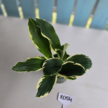 Load image into Gallery viewer, #RD54 Variegated Kaempferia Gilbertii