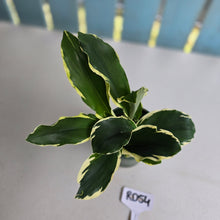 Load image into Gallery viewer, #RD54 Variegated Kaempferia Gilbertii