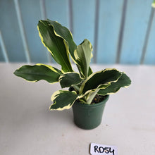 Load image into Gallery viewer, #RD54 Variegated Kaempferia Gilbertii