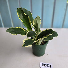 Load image into Gallery viewer, #RD54 Variegated Kaempferia Gilbertii