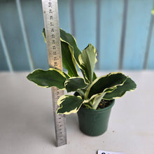 Load image into Gallery viewer, #RD54 Variegated Kaempferia Gilbertii
