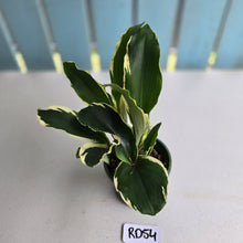 Load image into Gallery viewer, #RD54 Variegated Kaempferia Gilbertii