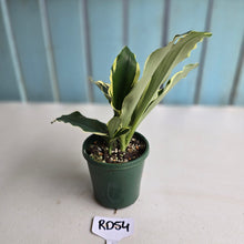 Load image into Gallery viewer, #RD54 Variegated Kaempferia Gilbertii