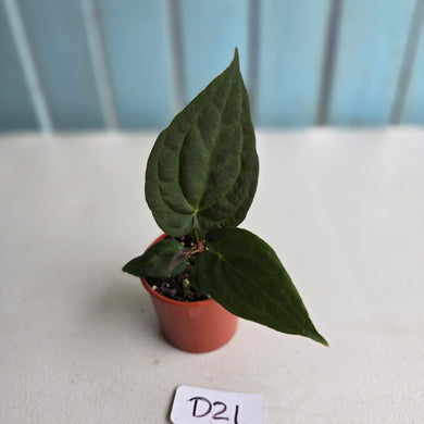 #D21 Dark Anthurium NOID