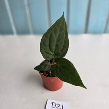 Load image into Gallery viewer, #D21 Dark Anthurium NOID