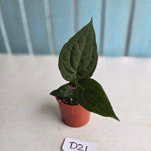 Load image into Gallery viewer, #D21 Dark Anthurium NOID