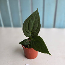 Load image into Gallery viewer, #D21 Dark Anthurium NOID