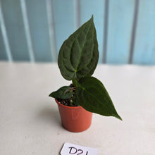 Load image into Gallery viewer, #D21 Dark Anthurium NOID