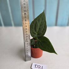 Load image into Gallery viewer, #D21 Dark Anthurium NOID