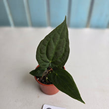 Load image into Gallery viewer, #D21 Dark Anthurium NOID
