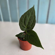 Load image into Gallery viewer, #D21 Dark Anthurium NOID