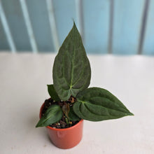 Load image into Gallery viewer, #D21 Dark Anthurium NOID