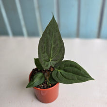 Load image into Gallery viewer, #D21 Dark Anthurium NOID